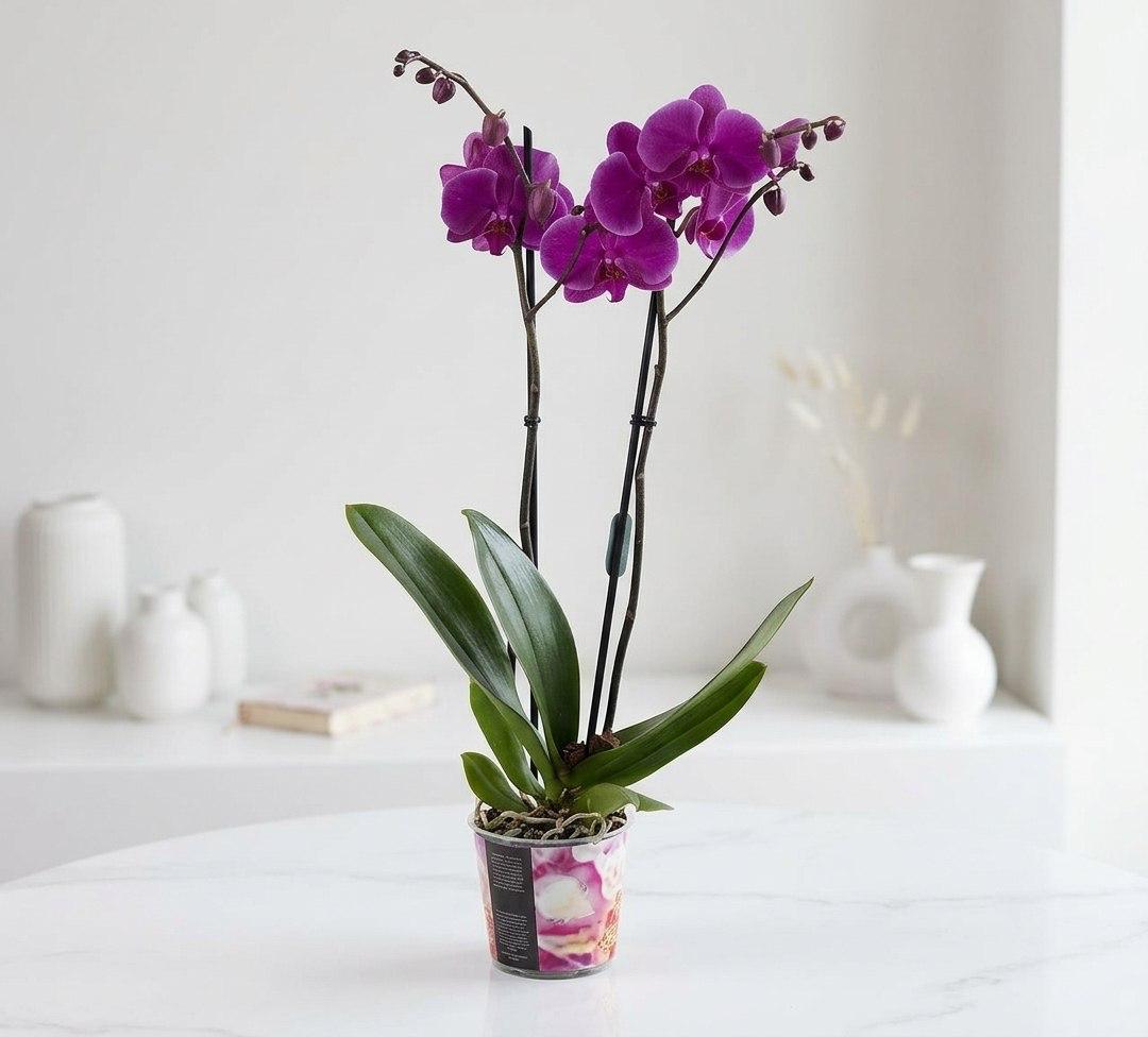 Цветок в горшке «Фиолетовый каприз»